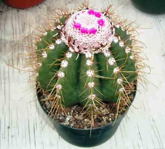 Melocactus_multiceps